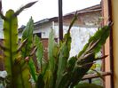 evolutia bobocilor (1)