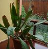 evolutia bobocilor (4)