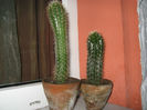 Cactusi suculente