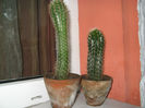 Cactusi suculente