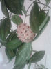 Hoya carnosa