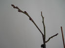 DSCN1610_011