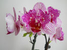DSCN1612_013