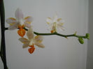 DSCN1613_014