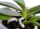 DSCN1615_016