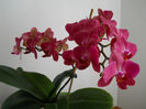DSCN1616_017