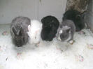 Masculi Angora de vanzare 019