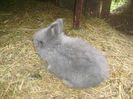 Masculi Angora de vanzare