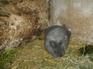 Masculi Angora de vanzare 003