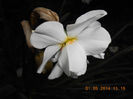 DSCN8259