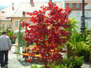 Sibiu (71)