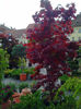 Sibiu (101)