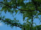 DSCN8074