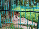 Zoo Sibiu (14)