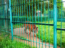 Zoo Sibiu (18)