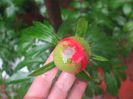 Coral Charm