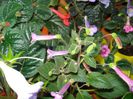 DSC08317