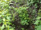 trandafiri dulceata