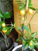 Calamondin