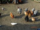 DSC02686