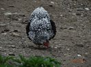 DSC03134