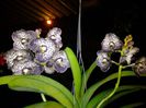 vanda dark chocolat