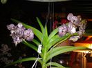 vanda red spot
