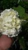 viburnum opulus
