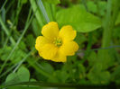 Oxalis stricta (2014, May 02)