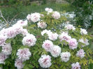 Peonia arborescens Balcic