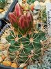 Gymnocalycium neuhuberi