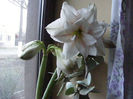 2.Amaryllis1