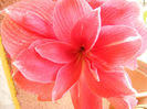 3.Amaryllis Double Dream5