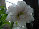 3.Amaryllis Elvas Dublu7