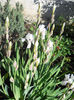 DSCN1673_007