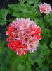 Bev_Foster