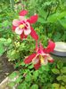 crimson star