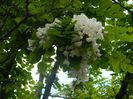 DSCN8278
