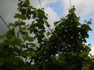DSCN8314
