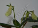 Sinningia my hybrids seria III