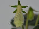 Sinningia my hybrids seria III