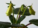 Sinningia my hybrids seria III