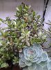 crassula&echeveria