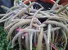 aporocactus