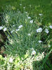 cerastium tomentosum