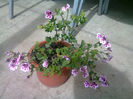 Picture 006