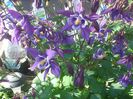 aquilegia