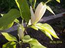 magnolia yellow river