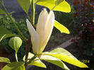 magnolia yellow river
