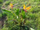 bird of paradise